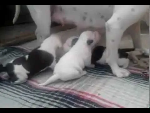 American Pitbull Terrier Cachorros 15 dias - YouTube