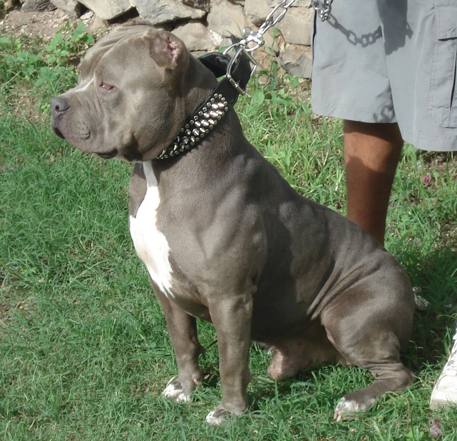 American Pitbull Terrier | Fun Animals Wiki, Videos, Pictures, Stories