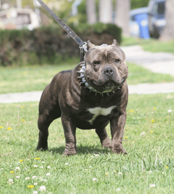 Pitbull bullying - Imagui