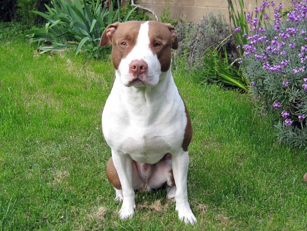 American Pitbull Terrier - Razas perros | Mascotas.