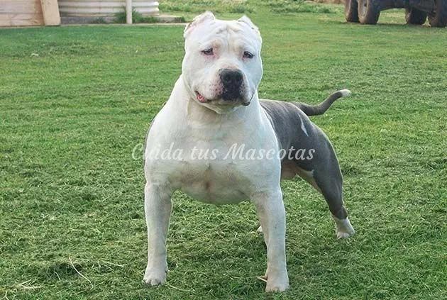 American-Staffordshire-blanco.jpg