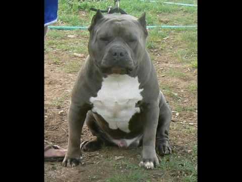 american staffordshire bull terrier / pitt bull - YouTube american staffordshire bull terrier / pitt bull - YouTube
