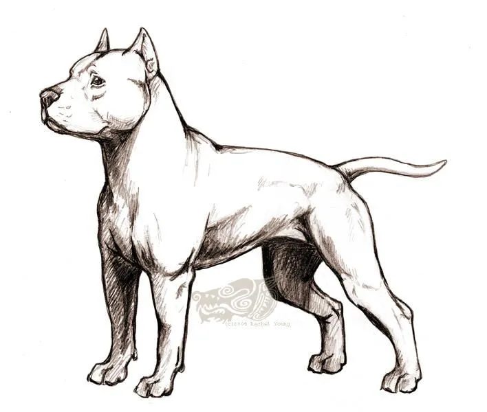 American staffordshire terrier by Reike on DeviantArt American staffordshire terrier by Reike on DeviantArt