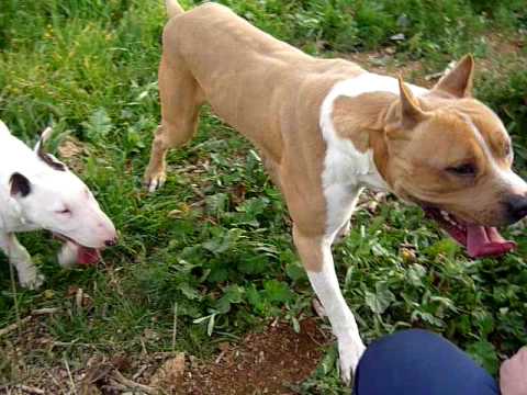 american stanford y bull terrier (bayron & neo) - YouTube