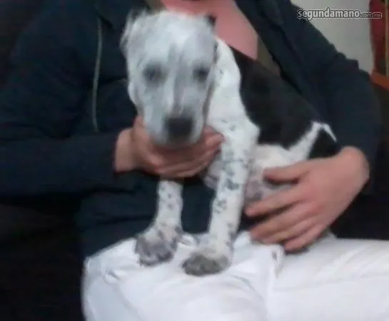 AMERICAN STANFORD BULL TERRIER en Tlalnepantla de Baz