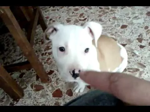 MI AMERICAN STANFORD -DUKE- CON 2 MESES Y MEDIO - YouTube MI AMERICAN STANFORD -DUKE- CON 2 MESES Y MEDIO - YouTube