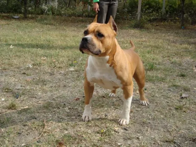 American Stanford: Ficha American Stanforshire Terrier