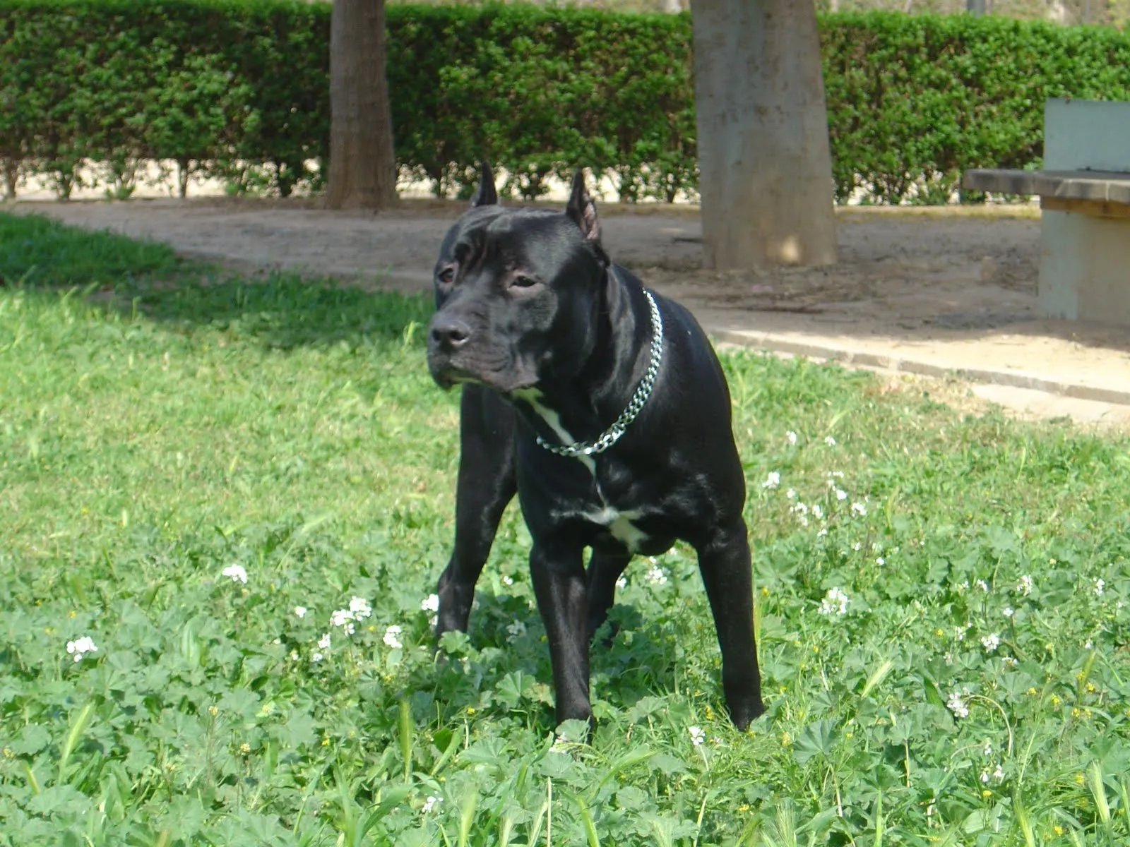 american stanford shire terrier | Cruces y montas de perros y ... american stanford shire terrier | Cruces y montas de perros y ...
