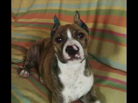 american stanford terrier 1 mes - 4 meses VENUS NALA Y RAYO - YouTube american stanford terrier 1 mes - 4 meses VENUS NALA Y RAYO - YouTube