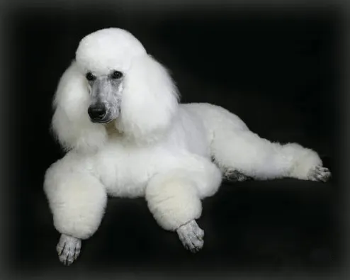 Los Amigables Perros Raza French Poodle o Caniche - Paperblog Los Amigables Perros Raza French Poodle o Caniche - Paperblog
