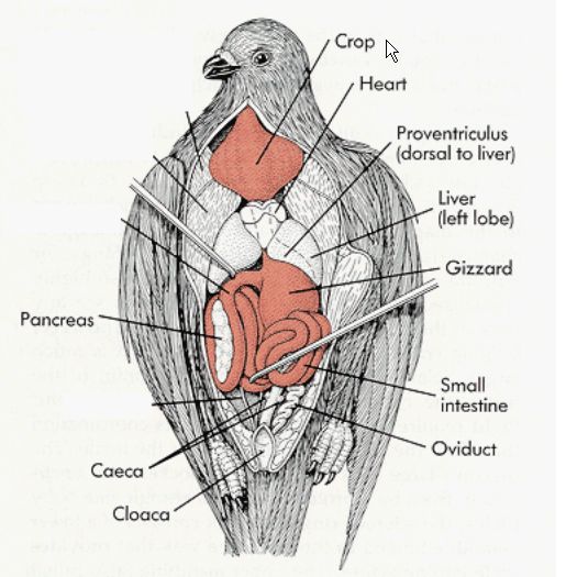 Mis amigas las palomas: Esquemas anatomía de las palomas