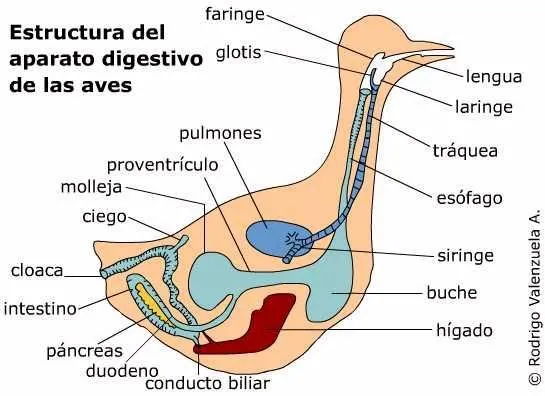 Mis amigas las palomas: Esquemas anatomía de las palomas