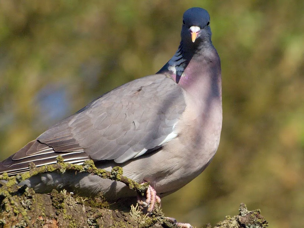 Mis amigas las palomas: Fotos paloma TORCAZ
