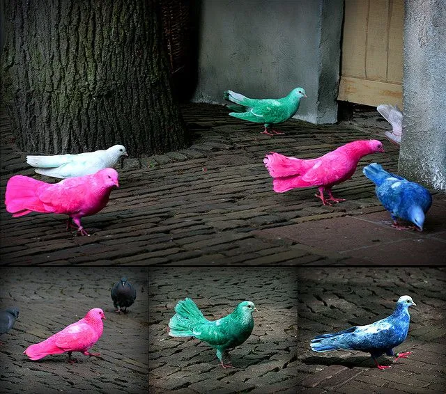 Mis amigas las palomas: Fotos palomas pintadas para carreras ... Mis amigas las palomas: Fotos palomas pintadas para carreras ...