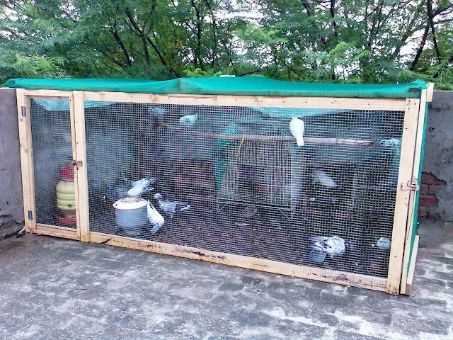 Mis amigas las palomas: El hogar de nuestro amigo emplumado: voladeros Mis amigas las palomas: El hogar de nuestro amigo emplumado: voladeros