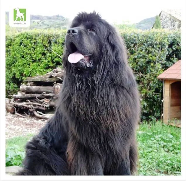 Perros grandes peludos - Imagui