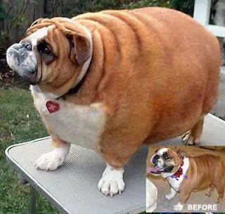 El mejor amigo del hombre: LOS PERROS MÁS IMPRESIONANTES El mejor amigo del hombre: LOS PERROS MÁS IMPRESIONANTES