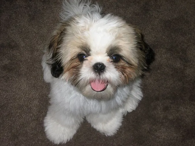 Amigos de los animales: Shih Tzu: pros y contras