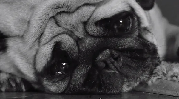 Amigos de Quatro Patas : Cachorro Triste – Como tratar a tristeza ... Amigos de Quatro Patas : Cachorro Triste – Como tratar a tristeza ...