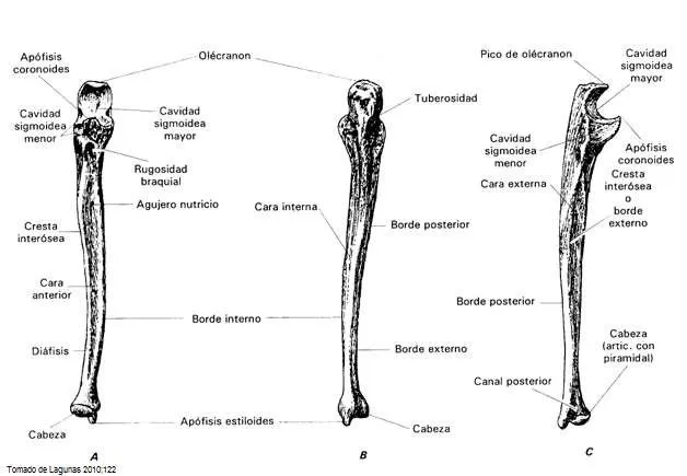 AMIGOS PARA SIEMPRE: ANATOMÍA HUMANA