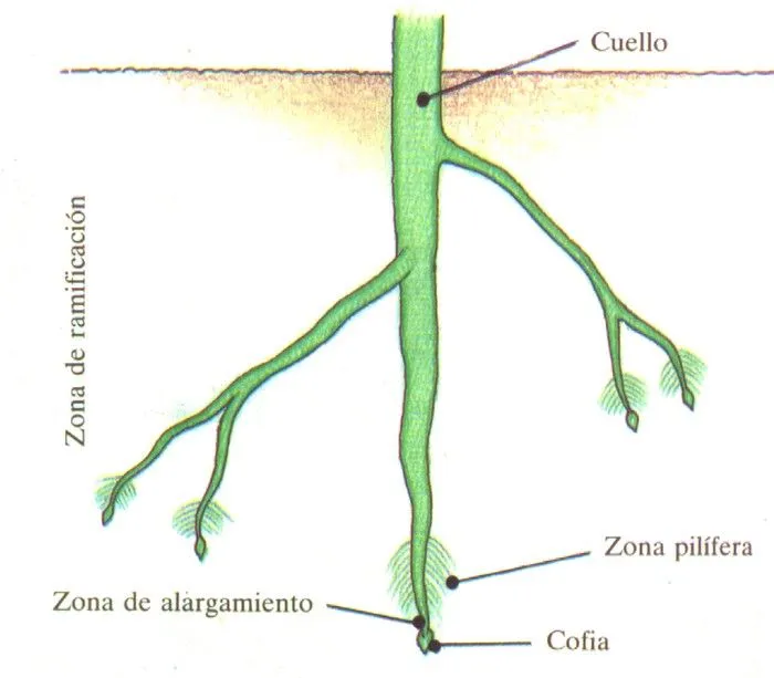 morfologia en plantas superiores: raiz