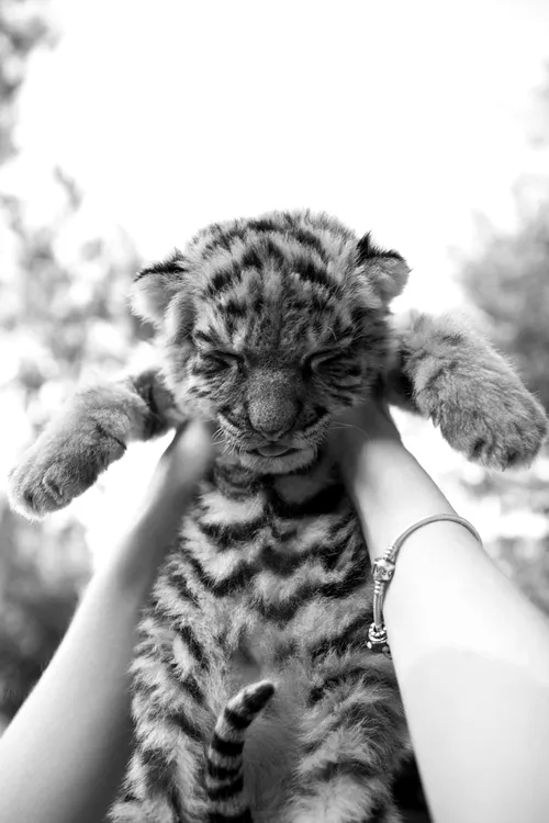 yo amo a los animales | Tumblr