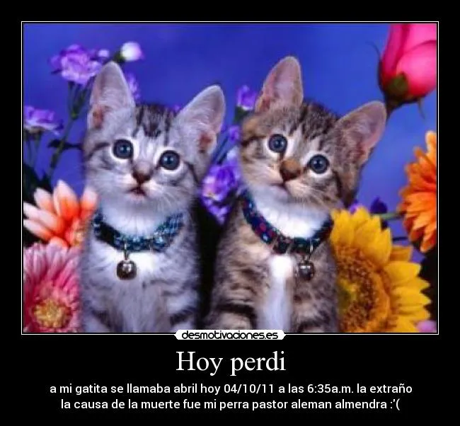 Te amo gatito - Imagui