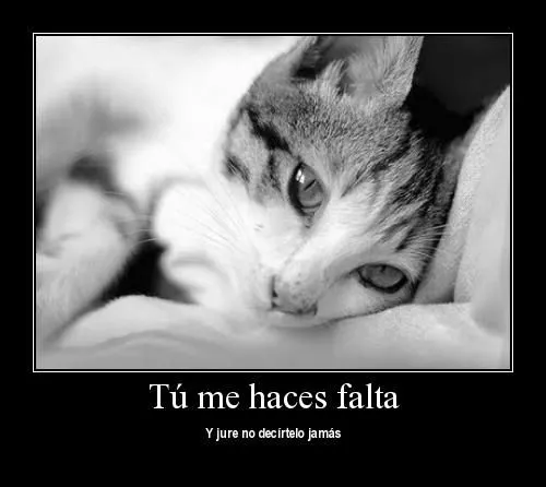 Gatos te amo - Imagui