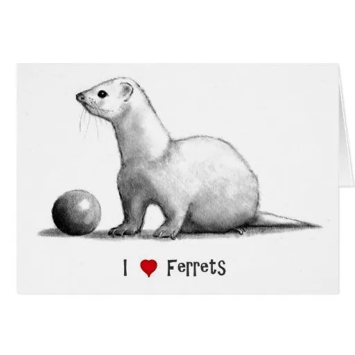 Amo hurónes (del corazón): Dibujo de lápiz Tarjeta | Zazzle Amo hurónes (del corazón): Dibujo de lápiz Tarjeta | Zazzle