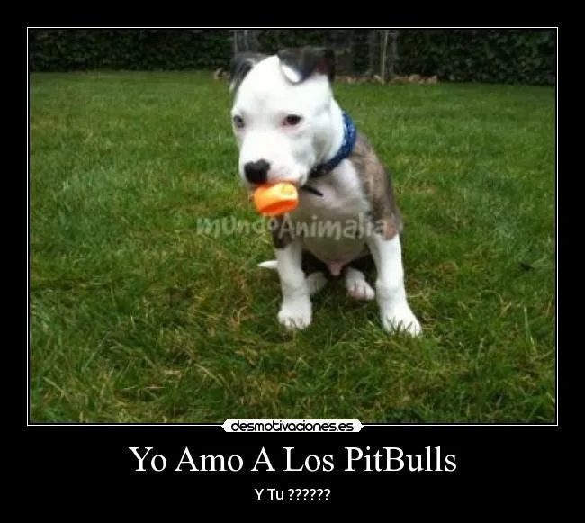 Yo Amo A Los PitBulls | Desmotivaciones