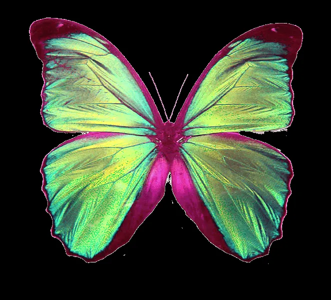 Mariposas Png | Best Toddler Toys