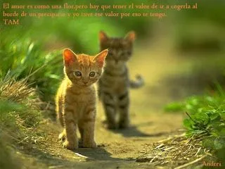 El valor del Amor