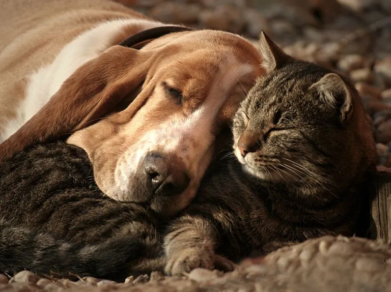 Amor Animal - Animal Love - Perros y Gatos | Banco de Imagenes