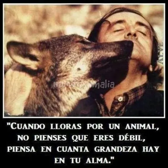 Amor a los animales | FRASES PARA LA REFLEXIÓN | Pinterest Amor a los animales | FRASES PARA LA REFLEXIÓN | Pinterest