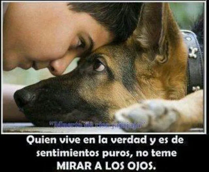 Amor animales | mensajes de reflexión | Pinterest | Amor and Animales