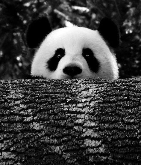 amor hacia los animales | Tumblr