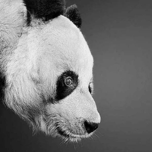 Por Amor al Arte: Increíbles dibujos fotorrealistas a Lápiz de ... Por Amor al Arte: Increíbles dibujos fotorrealistas a Lápiz de ...