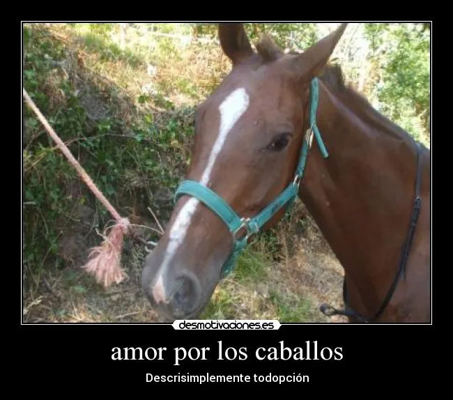 amor por los caballos | Desmotivaciones