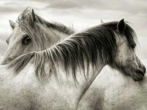 AMOR POR LOS CABALLOS.wmv - YouTube