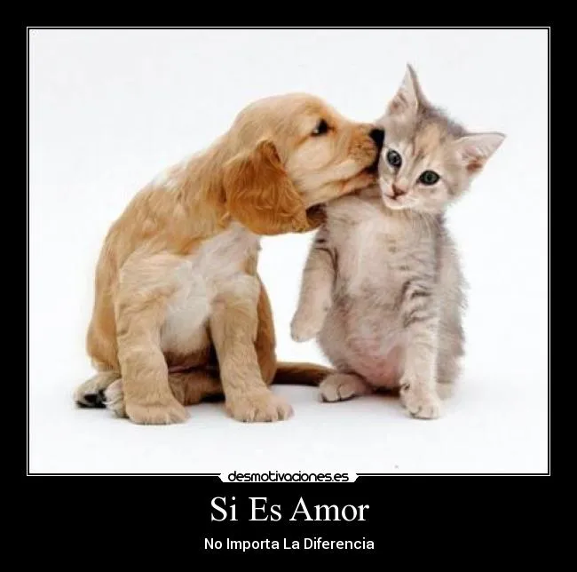 Te amo con gatitos - Imagui