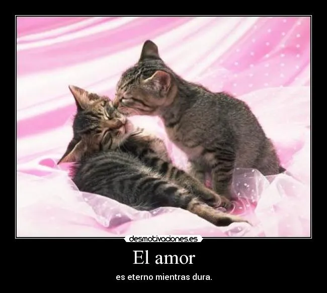 Desmotivaciones gatos amor - Imagui