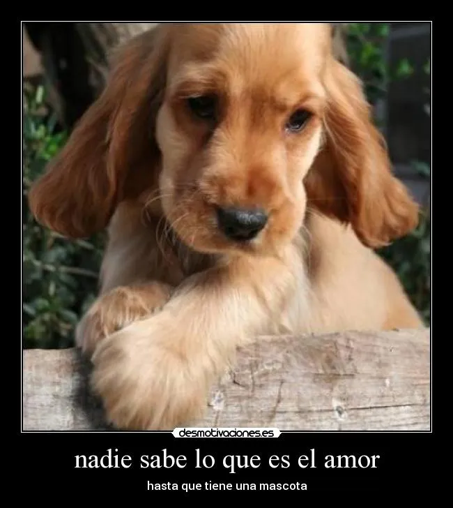 nadie sabe lo que es el amor | Desmotivaciones nadie sabe lo que es el amor | Desmotivaciones