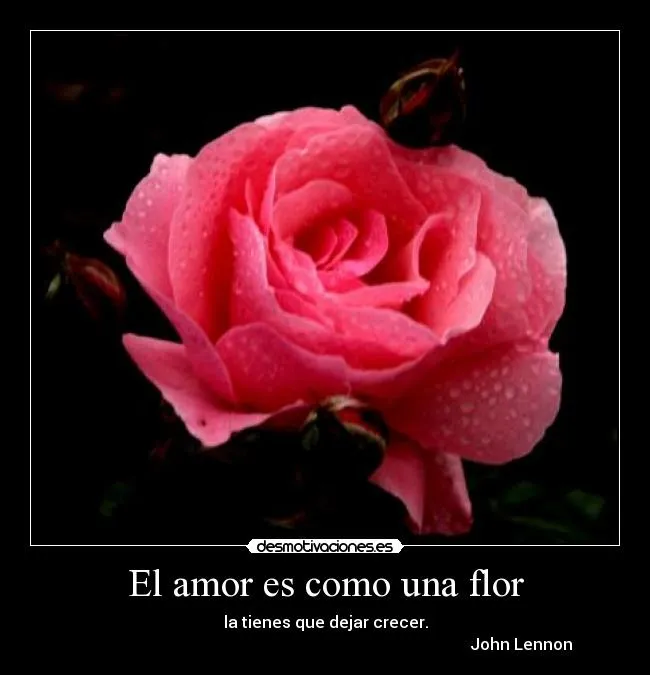 El amor es como una flor | Desmotivaciones