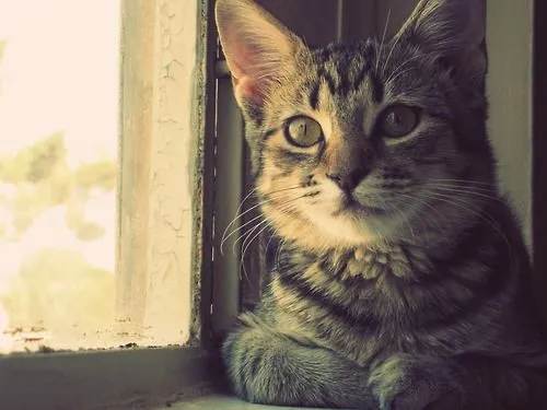 amor por gatos | Tumblr