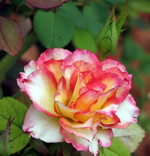 Amor generacional por las plantas y el jardín - Blogs lanacion.com Amor generacional por las plantas y el jardín - Blogs lanacion.com