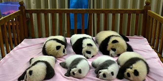 Amor INCONDICIONAL a los animalitos: Los 7 bebés pandas más ...