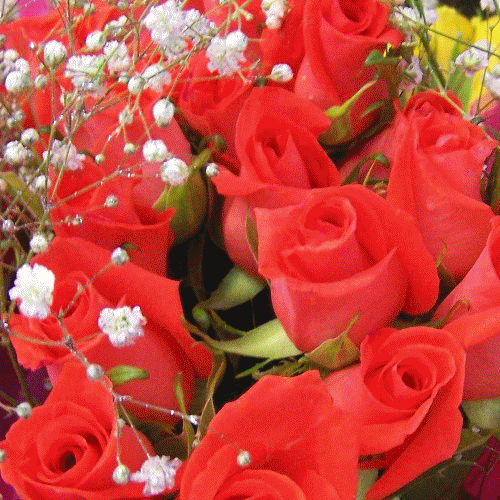 amor « interessantissimo