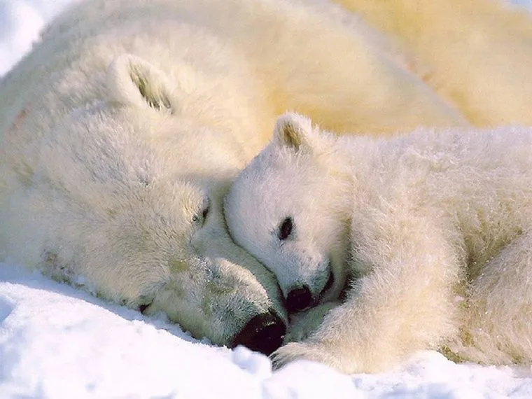 Amor de madre (animales) - Taringa!