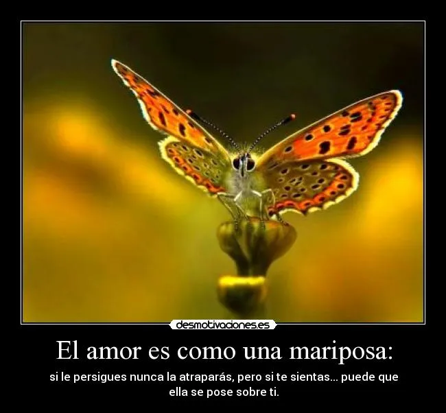 El amor es como una mariposa: | Desmotivaciones