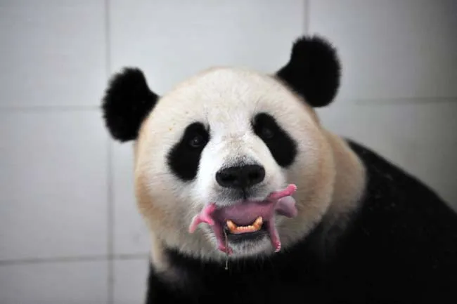 Amor de oso panda | Noticias Sorprendentes